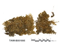 藏品(美喙苔屬)的圖片